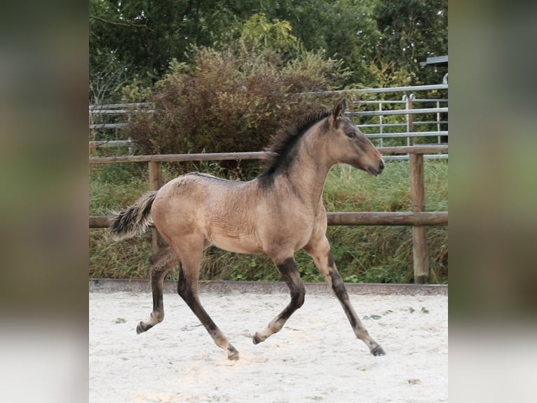 Lusitano Mare Foal (05/2024) 15,2 hh Dun in Fuchstal