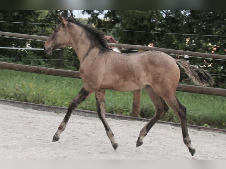 Lusitano Mare Foal (05/2024) 15,2 hh Dun in Fuchstal