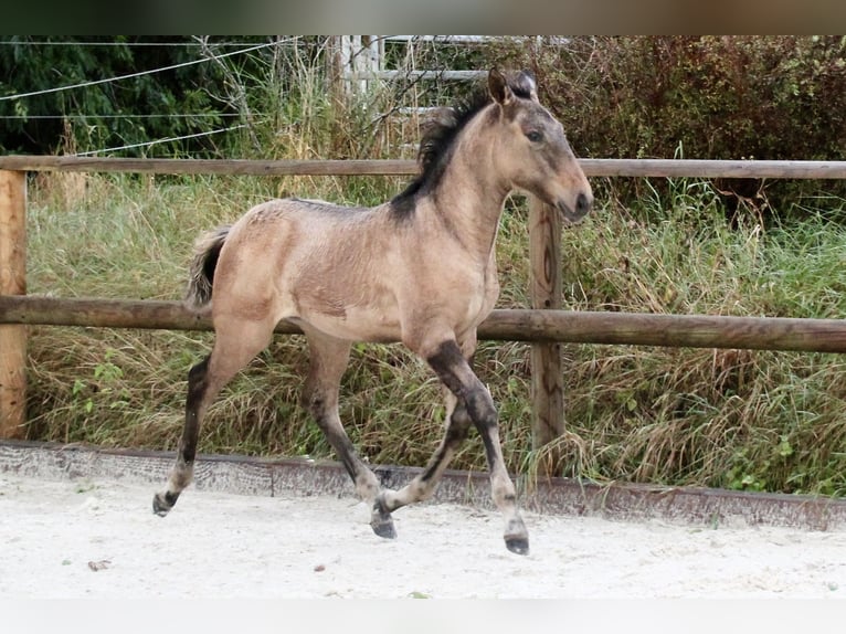 Lusitano Mare Foal (05/2024) 15,2 hh Dun in Fuchstal