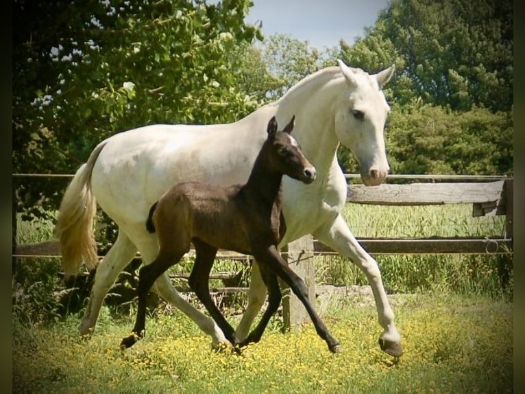 Lusitano Mare Foal (05/2026) 15.2 hh Grey in Bredene