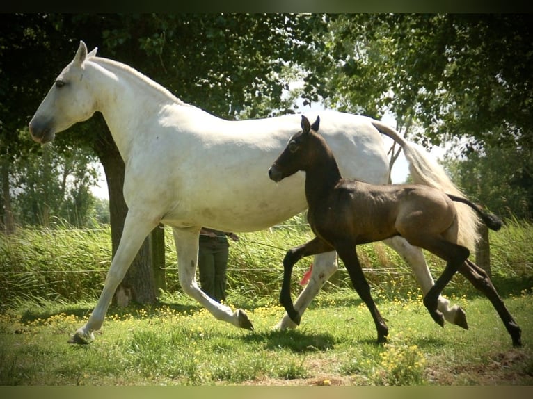 Lusitano Mare Foal (05/2026) 15.2 hh Grey in Bredene