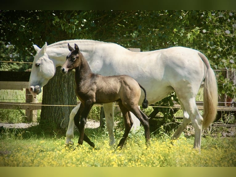 Lusitano Mare Foal (05/2026) 15.2 hh Grey in Bredene