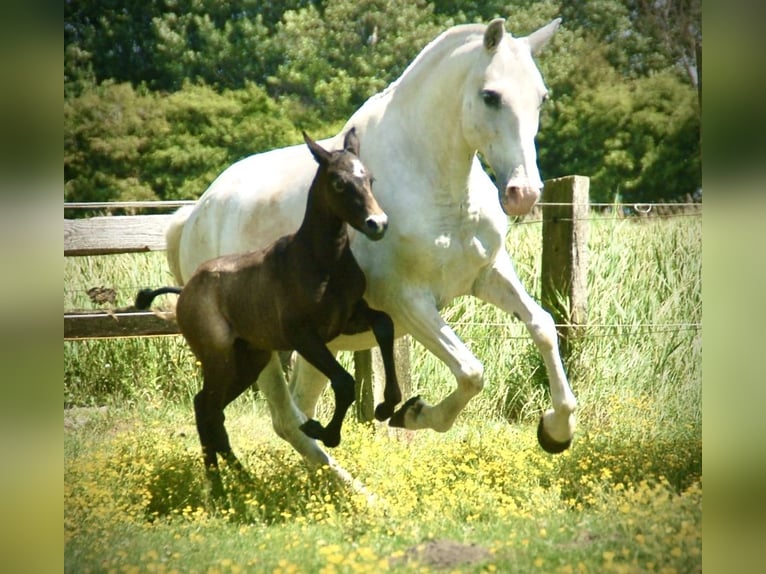 Lusitano Mare Foal (05/2026) 15.2 hh Grey in Bredene
