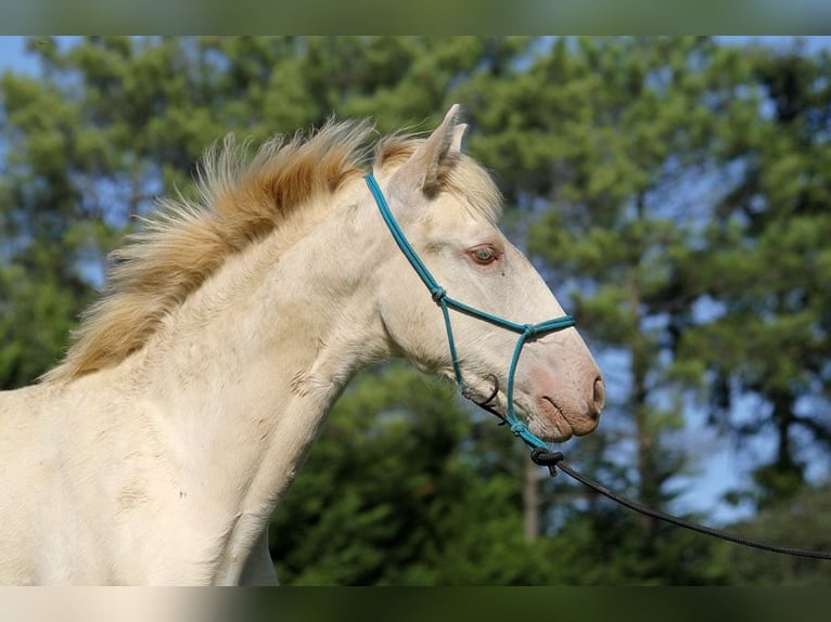 Lusitano Mare Foal (05/2025) 15,3 hh Pearl in Goven