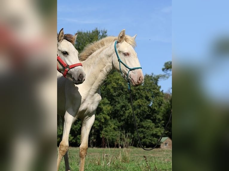 Lusitano Mare Foal (05/2025) 15,3 hh Pearl in Goven