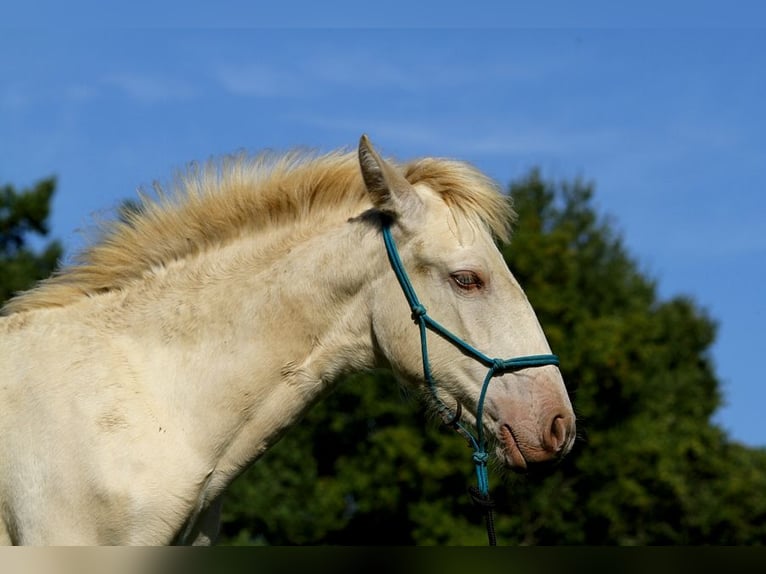 Lusitano Mare Foal (05/2025) 15,3 hh Pearl in Goven