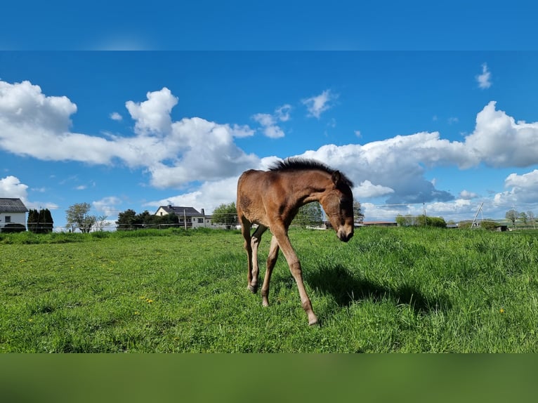 Lusitano Mare Foal (02/2026) 16.1 hh Bay-Dark in Hünfelden