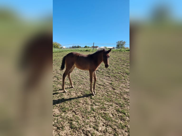 Lusitano Mare Foal (02/2026) 16.1 hh Bay-Dark in Hünfelden