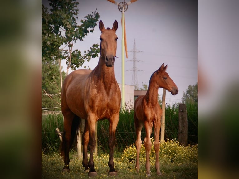 Lusitano Mare Foal (04/2026) 16 hh Brown in Bredene