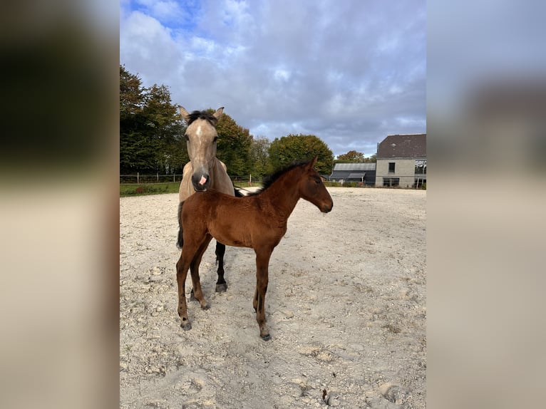 Lusitano Mare Foal (08/2025) 16 hh Brown in Cul-des-Sarts