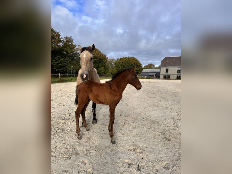 Lusitano Mare Foal (08/2025) 16 hh Brown in Cul-des-Sarts