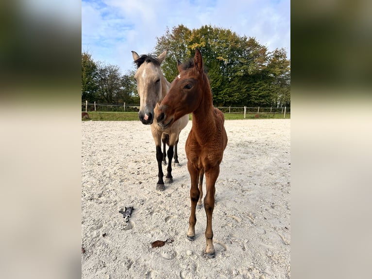 Lusitano Mare Foal (08/2025) 16 hh Brown in Cul-des-Sarts