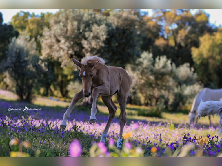 Lusitano Mare Foal (04/2024) 16 hh Palomino in Rio Maior