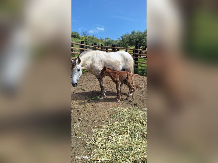 Lusitano Mare Foal (04/2025) 16,1 hh Grey in Malaga