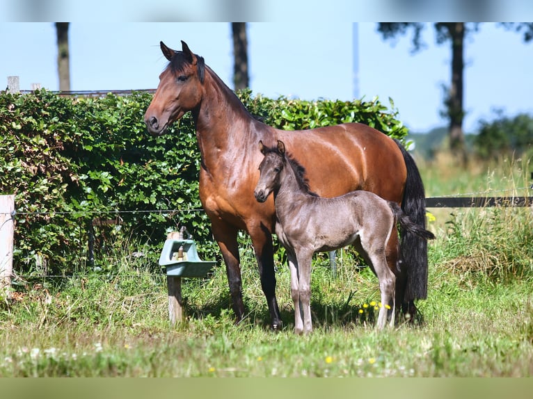 Lusitano Mare Foal (06/2024) Black in Mussel