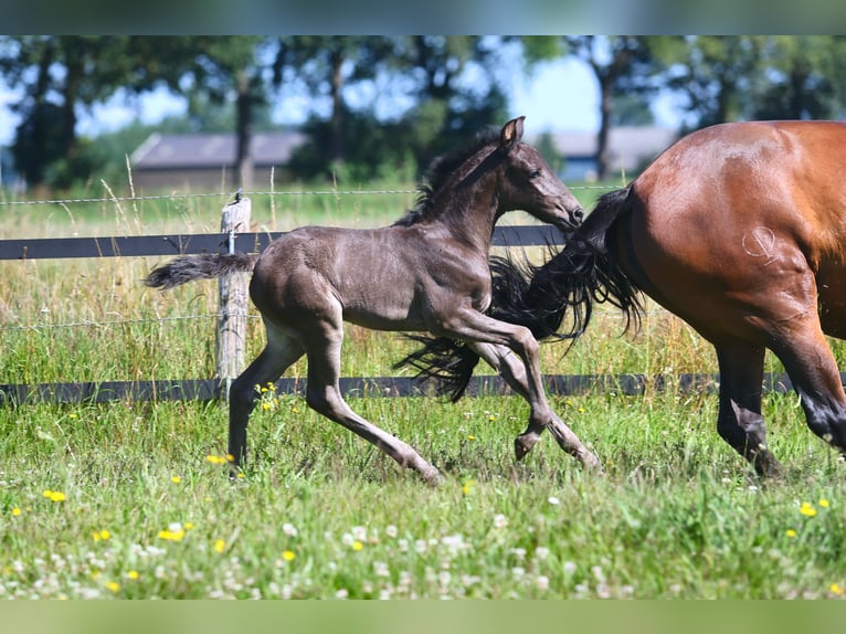 Lusitano Mare Foal (06/2024) Black in Mussel