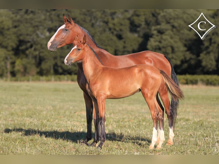 Lusitano Mare Foal (05/2023) Brown in GROSPIERRES