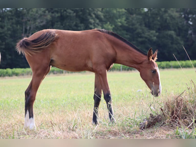 Lusitano Mare Foal (05/2023) Brown in GROSPIERRES