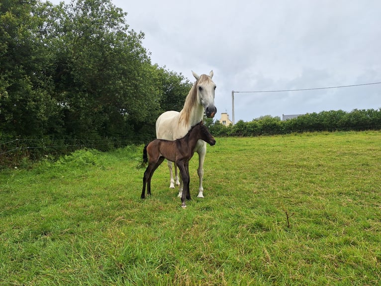 Lusitano Mare Foal (01/2026) Brown in Porspoder