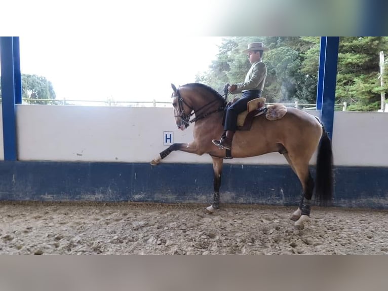 Lusitano Mare Foal (01/2024) Can be white in Czech republic, Jablunkov