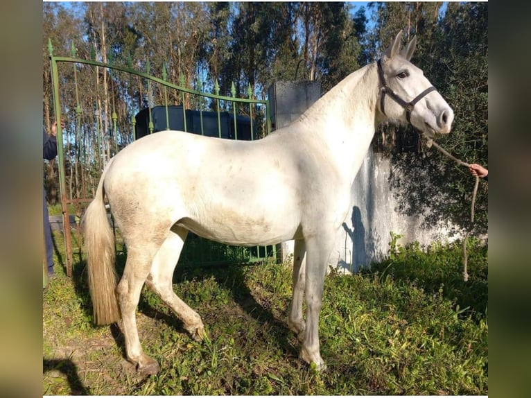 Lusitano Mare Foal (01/2024) Can be white in Czech republic, Jablunkov