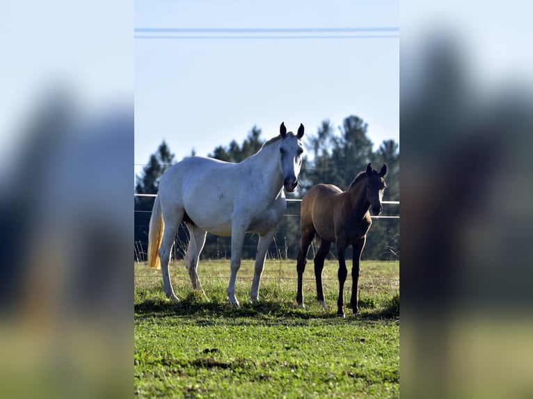 Lusitano Mare Foal (01/2024) Can be white in Czech republic, Jablunkov