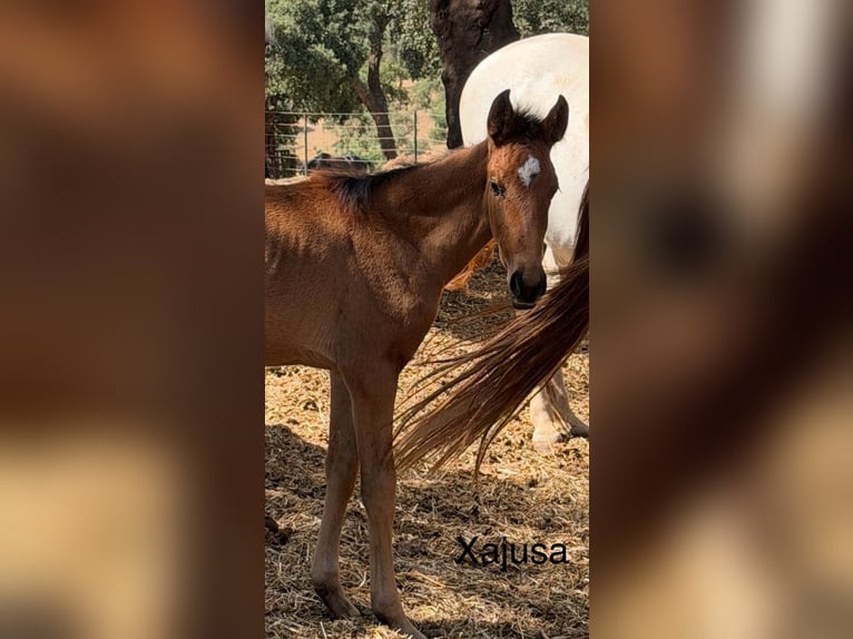 Lusitano Mare Foal (03/2026)  in Vila Viçosa