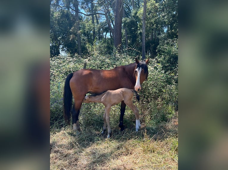 Lusitano Merrie 10 Jaar 153 cm Bruin in Caldas da Rainha
