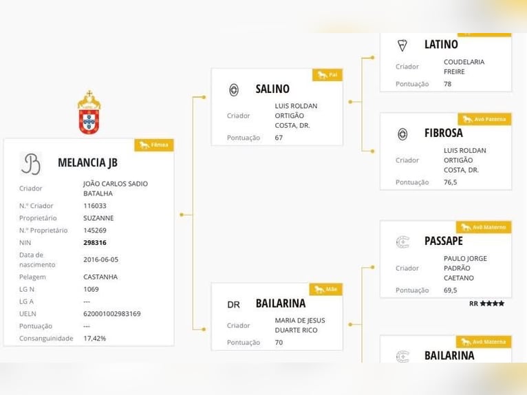 Lusitano Merrie 10 Jaar 156 cm Bruin in Nieuw-Vennep