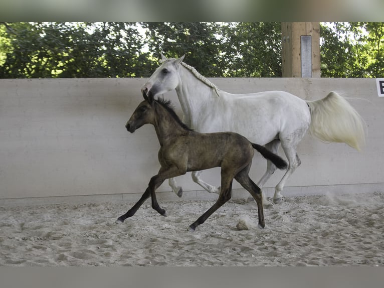 Lusitano Merrie 10 Jaar 158 cm Schimmel in Wöllstein