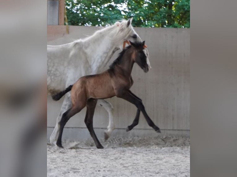 Lusitano Merrie 10 Jaar 158 cm Schimmel in Wöllstein