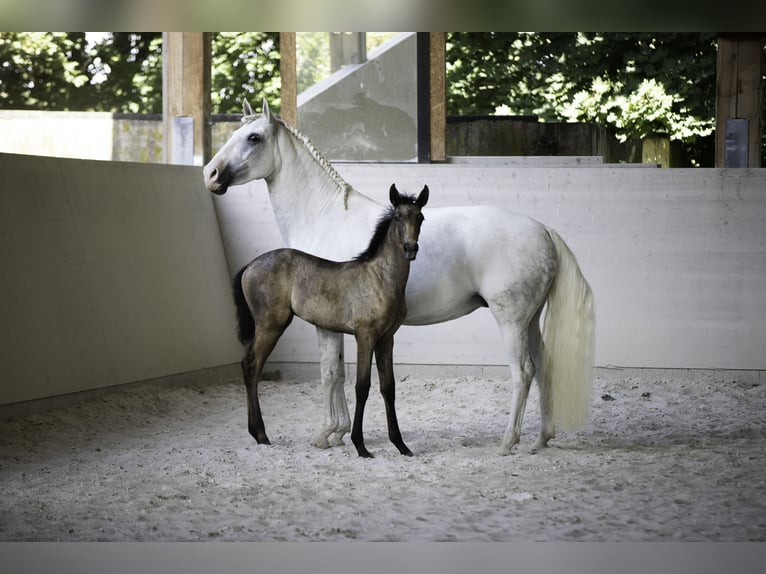 Lusitano Merrie 10 Jaar 158 cm Schimmel in Wöllstein