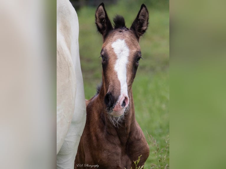 Lusitano Merrie 10 Jaar 158 cm Schimmel in Wöllstein