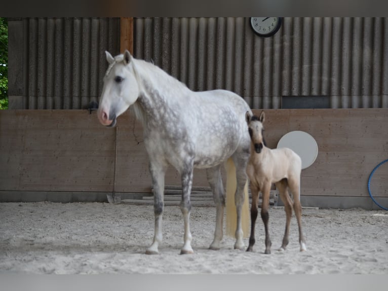 Lusitano Merrie 10 Jaar 158 cm Schimmel in Wöllstein