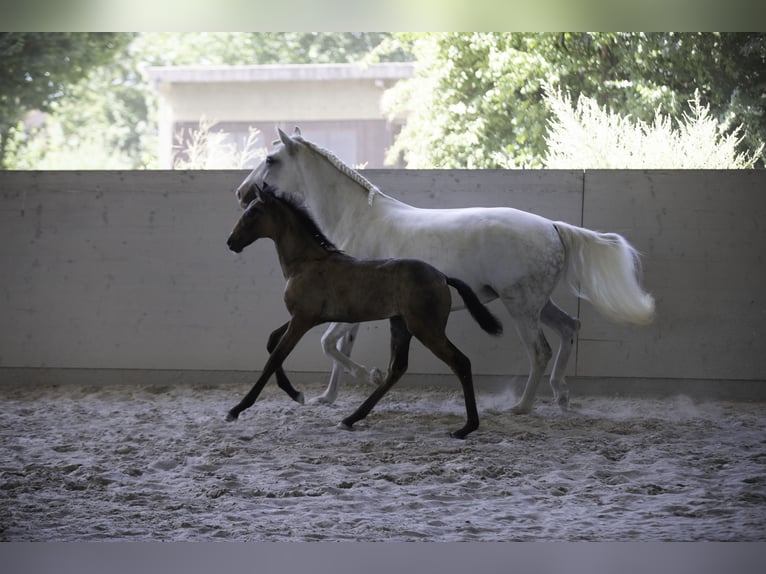 Lusitano Merrie 10 Jaar 158 cm Schimmel in Wöllstein