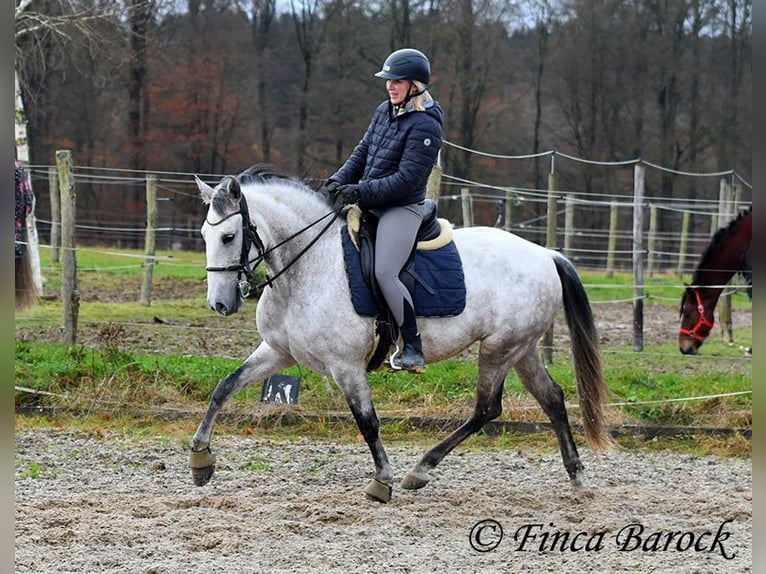 Lusitano Merrie 10 Jaar 158 cm Schimmel in Wiebelsheim