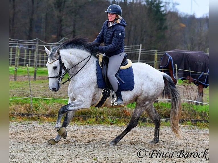 Lusitano Merrie 10 Jaar 158 cm Schimmel in Wiebelsheim