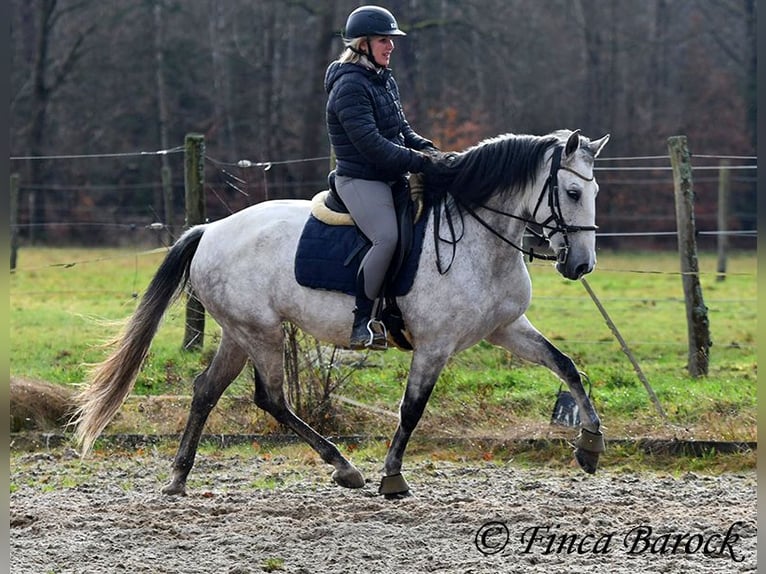 Lusitano Merrie 10 Jaar 158 cm Schimmel in Wiebelsheim