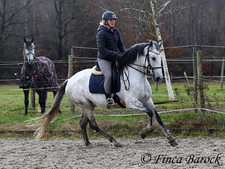 Lusitano Merrie 10 Jaar 158 cm Schimmel in Wiebelsheim