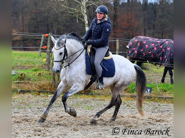 Lusitano Merrie 10 Jaar 158 cm Schimmel in Wiebelsheim