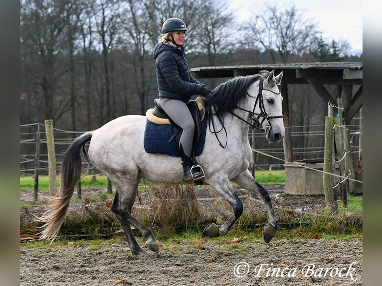 Lusitano Merrie 10 Jaar 158 cm Schimmel in Wiebelsheim