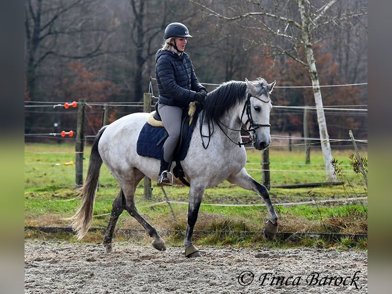 Lusitano Merrie 10 Jaar 158 cm Schimmel in Wiebelsheim