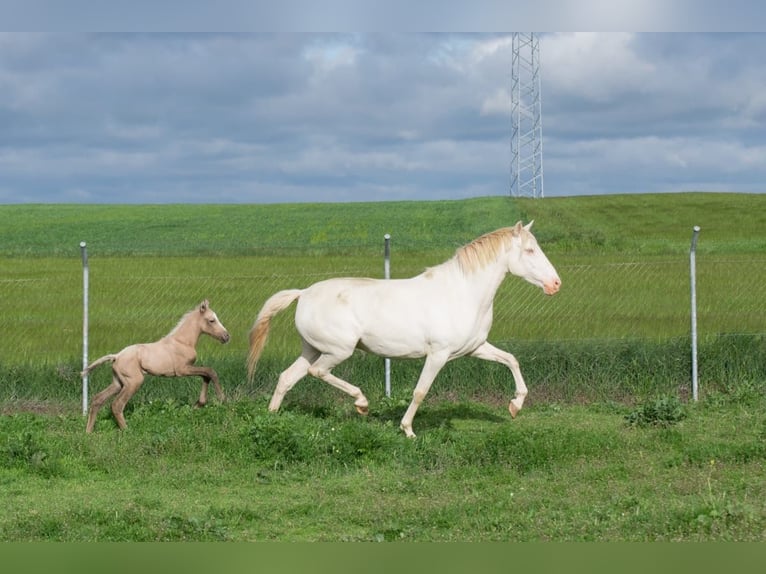 Lusitano Merrie 10 Jaar 160 cm Perlino in Segovia