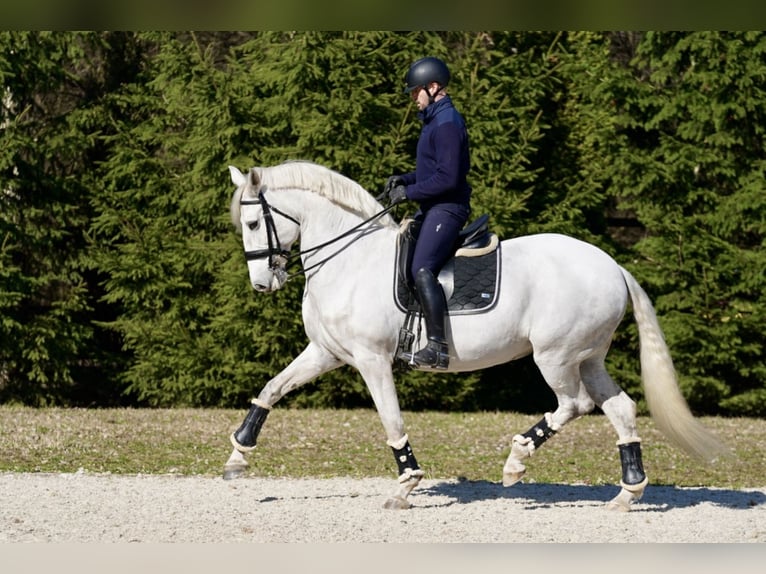 Lusitano Merrie 10 Jaar 162 cm Schimmel in Wyczechowo