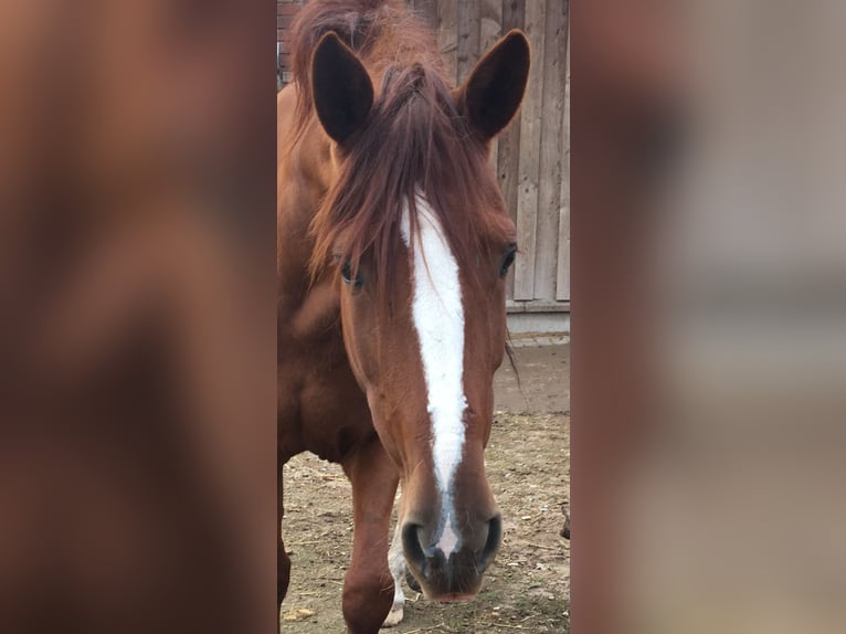 Lusitano Mix Merrie 10 Jaar 165 cm Vos in Schwarmstedt