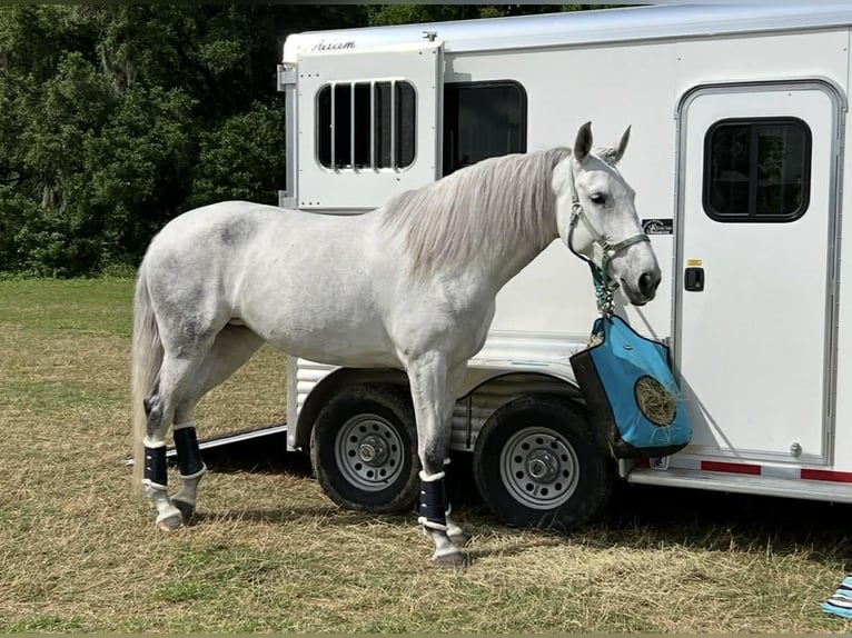 Lusitano Merrie 10 Jaar 167 cm Schimmel in Ocala, FL