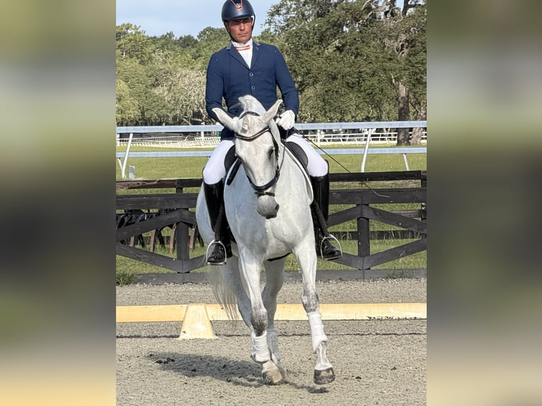 Lusitano Merrie 10 Jaar 167 cm Schimmel in Ocala, FL