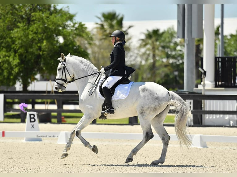 Lusitano Merrie 10 Jaar 167 cm Schimmel in Ocala, FL