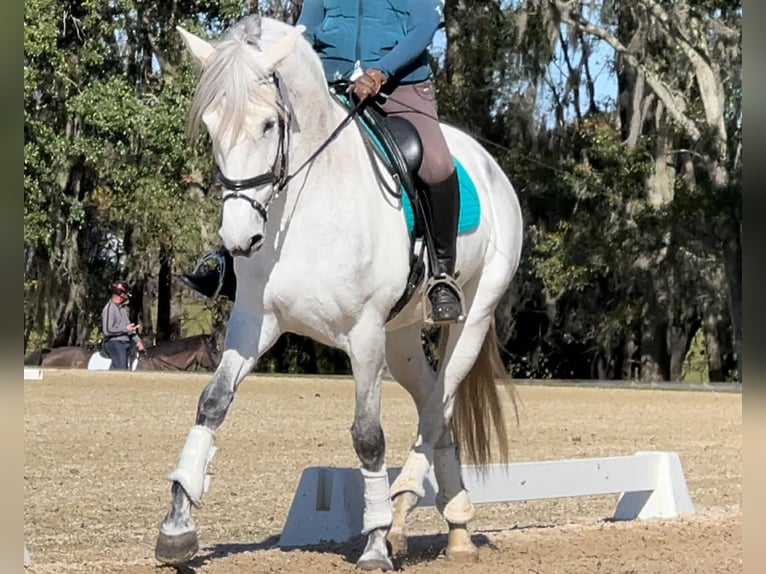 Lusitano Merrie 10 Jaar 167 cm Schimmel in Ocala, FL