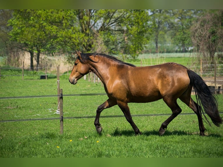 Lusitano Merrie 11 Jaar 153 cm Bruin in Vierlingsbeek